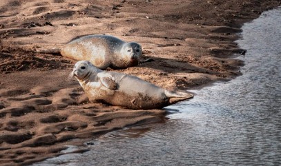 New South Gare collaboration brings help to local seal population