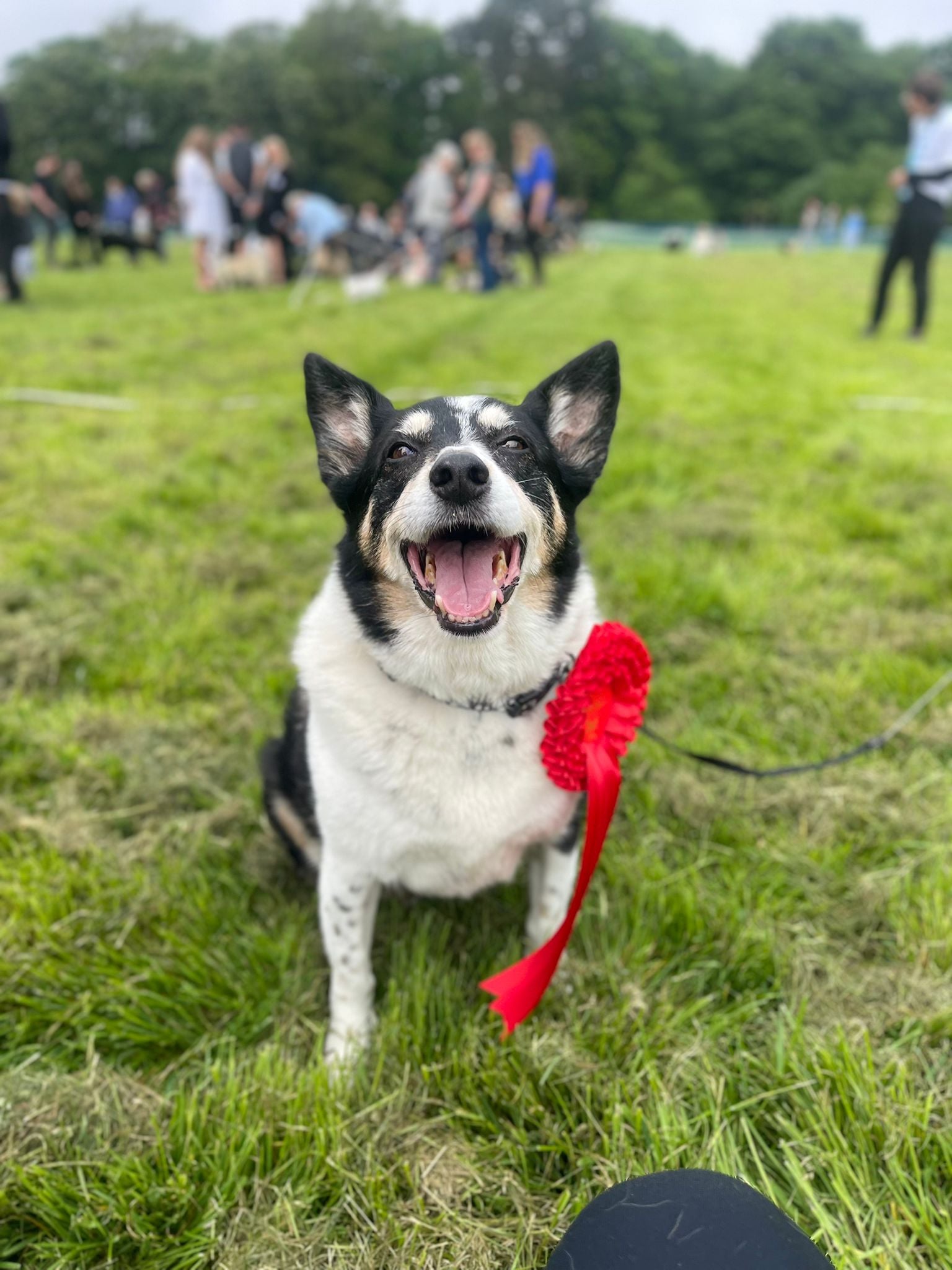 Dog Days Delight: Redcar and Cleveland’s Journey to Becoming the North-East’s Top Dog-Friendly Destination